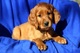 Cachorros de raza pura Setter irlandés disponibles para la adopci - Foto 1