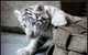 Cachorros de tigre entrenados casa disponibles - Foto 1