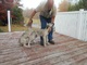 Cachorros de Wolfhound irlandeses listos para adopción rápida - Foto 1