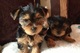 Cachorros de yorkshire terrier