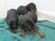 Cachorros del Doberman Pinscher para la adopción - Foto 1