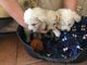 Cachorros deliciosos de bichon frise