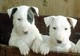 Cachorros encantadores de bullterrier listos ahora