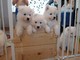 Cachorros encantadores de Samoyedo para adopción libre - Foto 1