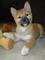 Cachorros encantadores de Shiba Inu para la venta - Foto 1
