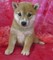 Cachorros filosóficos de shiba inu listo para la adopción