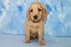 Cachorros golden retriever en miniatura ahora disponibles