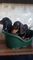 Cachorros hermosos del dachshund