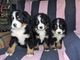 Cachorros hermosos del perro de montaña de bernese