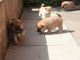 Cachorros hermosos del shiba disponibles - Foto 1
