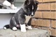 Cachorros Husky de Alaska listo para la venta - Foto 1