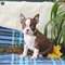 Cachorros impresionantes de Boston Terrier disponibles - Foto 1