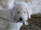 Cachorros Komondor urgentemente en busca de nuevo hogar donde - Foto 1