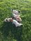 Cachorros lindos de russell del enchufe para la adopción Son cheq - Foto 1