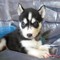 Cachorros lindos y adorables del husky siberiano para la adopción