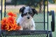 Cachorros magníficos de Havamalt para la adopción - Foto 1