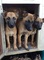 Cachorros malinois belgas - Foto 1