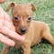 Cachorros pinscher miniatura listo ahora para la adopción