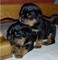 Cachorros Rottweiler Dulce - Foto 1