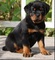 Cachorros rottweiler gigante listo ahora para la adopción