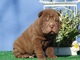 Cachorros shar pei en miniatura listos para su adopción