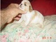 Cachorros Spaniel de juguete listo para la adopción - Foto 1