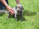 Cachorros weimaraner azul