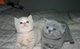 Camada british shorthair - Foto 1