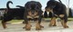 Cariñoso cachorros Rottweiler Para la venta - Foto 1