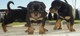 Cariñoso cachorros rottweiler para la venta