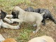 Casa entrenados cachorros Boerboel listo ahora - Foto 1