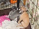 Casa entrenados y bien socializados galgo italiano cachorros - Foto 1