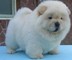 Chow chow cachorros encantadores