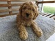 Cockapoo cachorros disponibles para la adopción ahora a cualquier - Foto 1
