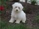 Coton de tulear cachorros listos para su adopción ahora