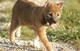 Credible Shiba Inu Puppies READY FOR ADOPTION - Foto 1