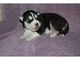 Cute siberian husky puppy para la venta - Foto 1