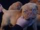 Dogue de bordeaux cachorros