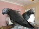 Dos macho y hembra Loros Grise African para su adopcion - Foto 1