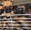 Encantadores e impresionantes cachorros Griffon de Bruselas para - Foto 1