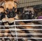 Encantadores e impresionantes cachorros griffon de bruselas para