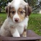 Excelente cachorros miniatura pastor australiano - Foto 1