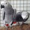 Excelente macho y hembra African Grey loros - Foto 1