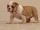 Excelente macho y hembra cachorros Bulldog Inglés - Foto 1