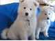 Excelente macho y hembra Samoyed cachorros - Foto 1
