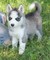 Excelentes cachorros de husky siberiano - Foto 1