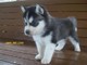 Excelentes cachorros de husky siberiano - Foto 1