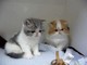 Exotic shorthair para la venta