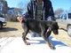 Garantía de la salud Los perritos negros y del Tan Coonhound disp - Foto 1
