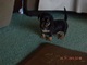 Garantía de salud dachshund para adopción